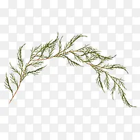 枝叶-空若网 枝叶-空若网