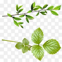 树枝-空若网 树枝-空若网