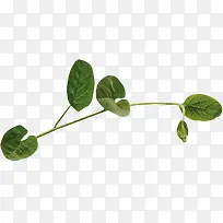 ֦Ҷ����ز�-������