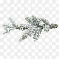 冬枝png图片-空若网 冬枝png图片-空若网