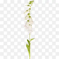 ��֦װ���ز�-������