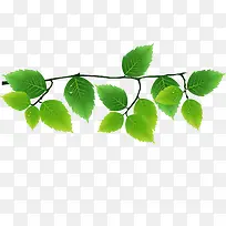 ��ɫ������֦-������