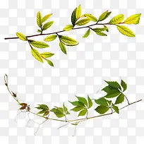 ��ɫ��֦��Ҷ��װ��ͼ��-������