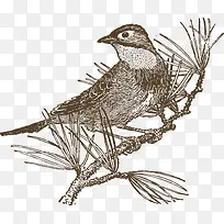 卡通手绘树枝上小鸟-空若网 卡通手绘树枝上小鸟-空若网