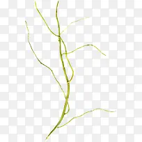 ��ɫ��֦-������