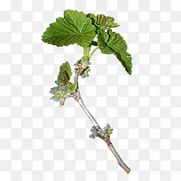 ��ɫֲ����Ҷ��֦-������