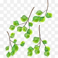 ��Ҷ֦��-������