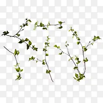 ��Ҷ-������