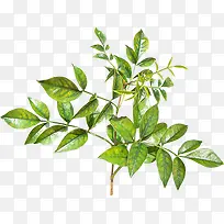 ��֦-������