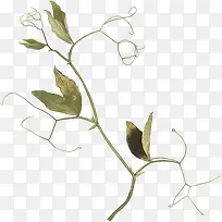枝条-空若网 枝条-空若网