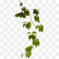 叶子枝条-空若网 叶子枝条-空若网