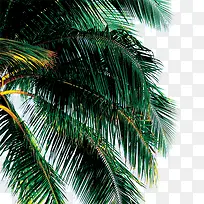 ��ֲ-������