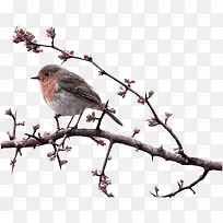 树枝上的小鸟-空若网 树枝上的小鸟-空若网