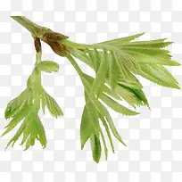 ��֦��ѿ-������