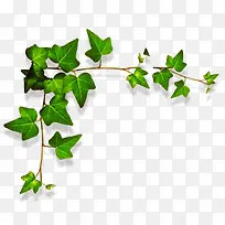 藤蔓树枝-空若网 藤蔓树枝-空若网