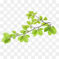 木棉树枝-空若网 木棉树枝-空若网