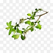 枝叶-空若网 枝叶-空若网