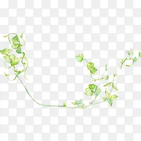 ��Ҷ֦��-������