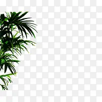 绿植-空若网 绿植-空若网