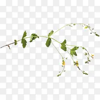 树枝-空若网 树枝-空若网