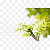 绿色树枝-空若网 绿色树枝-空若网