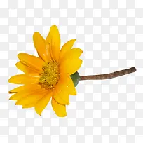 大花马齿苋-空若网 大花马齿苋-空若网