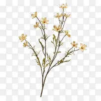 枝叶-空若网 枝叶-空若网