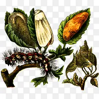 毛毛虫与绿树-空若网 毛毛虫与绿树-空若网