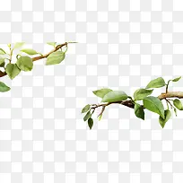 植物树叶树枝效果-空若网 植物树叶树枝效果-空若网