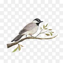 ��֦��ȵ-������