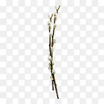 树枝植物白色花苞-空若网 树枝植物白色花苞-空若网