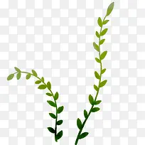 枝条-空若网 枝条-空若网