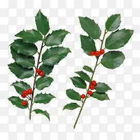 ����ֲ����ɫҶ����֦��ɫ��ʵ-������