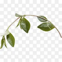 细枝-空若网 细枝-空若网