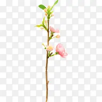 清新树枝-空若网 清新树枝-空若网