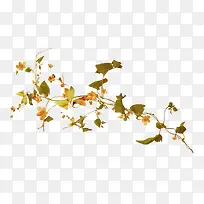 漂亮枝叶-空若网 漂亮枝叶-空若网