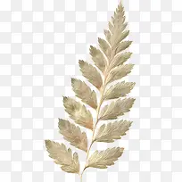 萎叶素材图片-空若网 萎叶素材图片-空若网