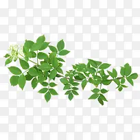 ��Ҷ��֦-������