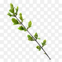 桃枝-空若网 桃枝-空若网