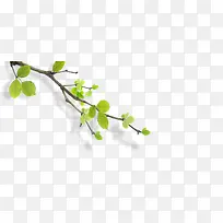 ��֦��Ҷ֦��-������