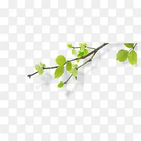 ��Ҷ��֦��-������