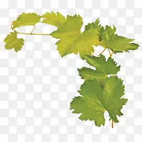 绿色枝叶-空若网 绿色枝叶-空若网