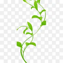 枝条绿叶-空若网 枝条绿叶-空若网