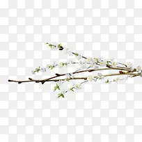 ��֦-������