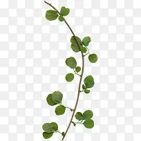 ����֦-������