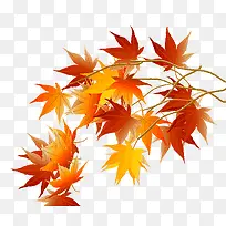 黄色树枝-空若网 黄色树枝-空若网