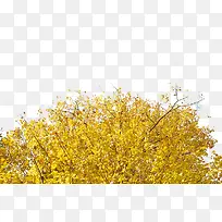 ��Ҷ-������