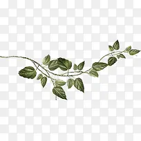 ��֦��Ҷ-������