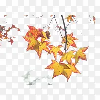 漂浮枫叶-空若网 漂浮枫叶-空若网