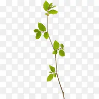 枝条-空若网 枝条-空若网